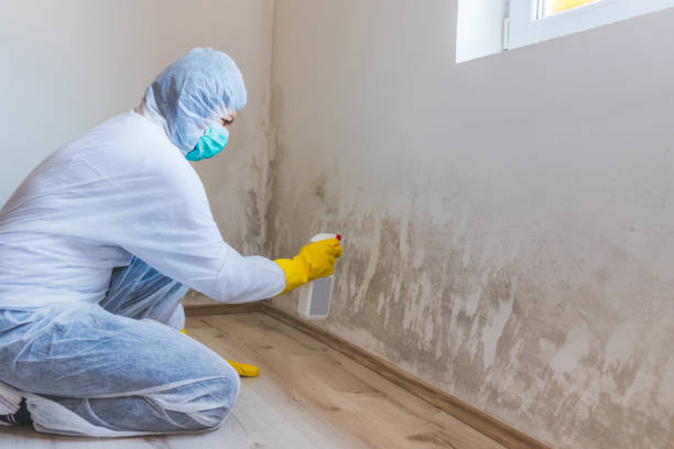 Licensed Basement Mold Remediation service in Greenville, PA - WQB Mold Removal