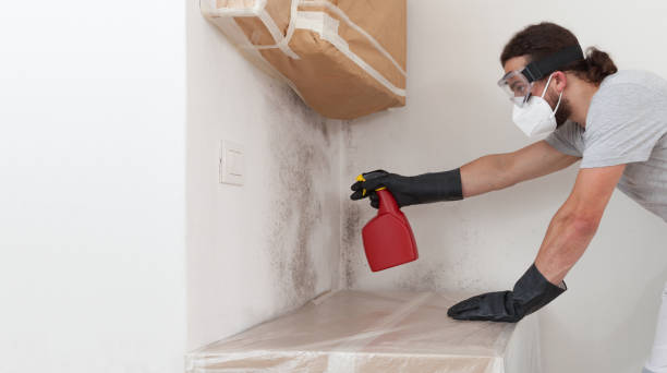 Professional Basement Mold Remediation technician working in Greenville, PA