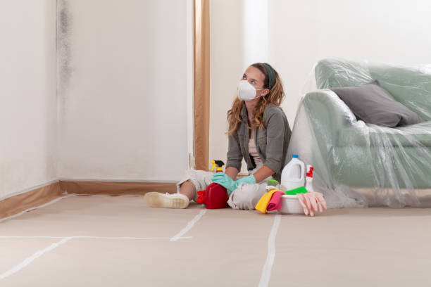 Reliable Basement Mold Remediation contractor in Greenville, PA by WQB Mold Removal