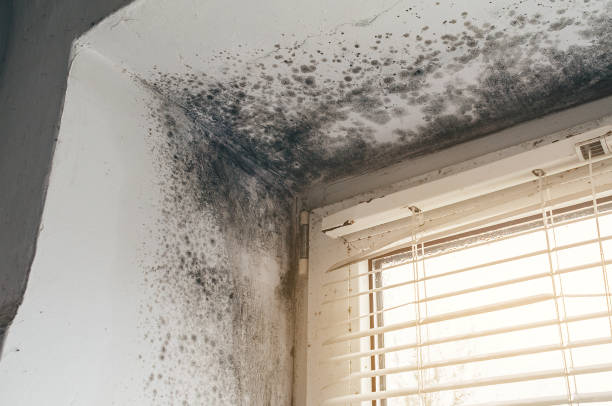 Affordable Basement Mold Remediation solutions in Greenville, PA